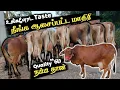 Download Lagu Quality”ல நம்ம தான்!!! உங்களோட Taste நீங்க ஆசைபட்ட மாறி📌karur Mohan Dairy Farm 