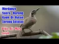 Download Lagu Suara Burung Koak Kaok Gacor Di Tengah Hutan Bikin Hati Terasa Nyaman