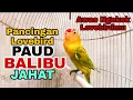 Download Lagu Pancingan Lovebird Paud Balibu Jahat, Awas Lovebirdmu Langsung Nyaut Emosi Ikut Ngekek Fighter