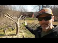 How to prune overgrown fruit trees WAY BACK