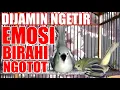 Download Lagu DIJAMIN NGETIR : Bikin Cipoh / Sirtu Jadi EMOSI BIRAHI TARUNG GACOR NGOTOT