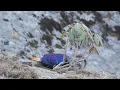 Songs of the Himalayas: Captivating Birds of Uttarakhand | Relaxing Music with Birds Singing