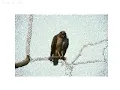 Image Segmentation Graph-CUT algorithm python