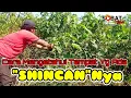 Download Lagu Kerak Basi Alis Hitam,Cara Mikat Dan Mengetahui Keberadaan Burung Sincan/Kerbas Alis Hitam