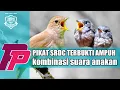 Download Lagu PEMANGGIL SRDC ampuh !!! Suara pikat srdc ribut tarung betina jantan dan anakan