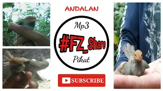 mp3 pikat prenjak andalan sehu