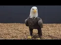The life of a retired bald eagle