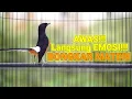 Download Lagu 100% AMPUH MENAIKKAN EMOSI MURAI BATU YANG DIAM BIKIN MURAI BATU APAPUN LANGSUNG BONGKAR ISIAN