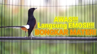 Download 100% AMPUH MENAIKKAN EMOSI MURAI BATU YANG DIAM BIKIN MURAI BATU APAPUN LANGSUNG BONGKAR ISIAN MP3