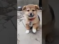 Download Lagu cute tommy || dog sound
