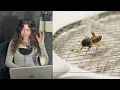 Chipmunk - Pest Control (Ambush Response) - Chipmunk isn't holding back! | Reaction