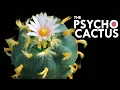 Peyote The Cactus With Psychedelic Defenses