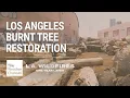 Lagu Los Angeles Burnt Tree Restoration