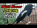 Download Lagu Suara Kacer menjerit ngeplong keras memanggil Kacer bahan agar lekas nyaut ngeplong gacor