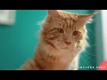 林家謙 Terence Lam《doodoodoo》(Official MV)
