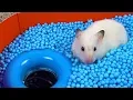 Download Lagu Pool Maze for Hamster - Rainbow Pyramid Maze