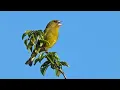 Download Lagu Panggilan Burung Greenfinch - Berkicau dan Mengi