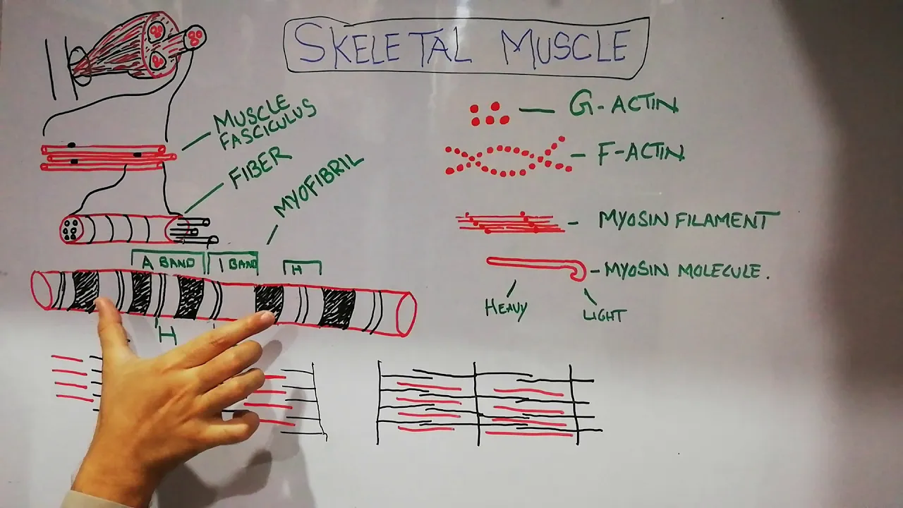 Guyton chapter 6 | Skeletal muscles part one | Basic structure and function of muscle | Lecture 32