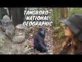 Download Lagu AVENTURA în JUNGLA din TANGKOKO-ANIMALE UNICE pe care nu le VEZI NICĂIERI ALTUNDEVA,North Sulawesi