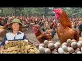 Download Lagu 165 days: Start a business with a free-range chicken farming model - poultry farming