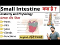 Small Intestine Parts - Duodenum jejunum ileum Bowel Anatomy and Physiology