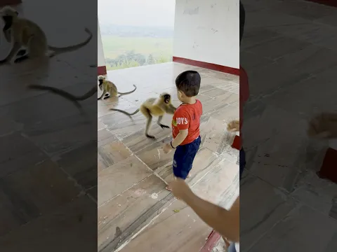 Series 622 β Patli Kamarya More | Part 2 ππ΅πLangur ki mast jump πβ‘