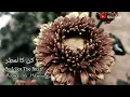 Download Lagu Be Like The Rain | كن كالمطر | Bader Al Hamoudi | Nasheed