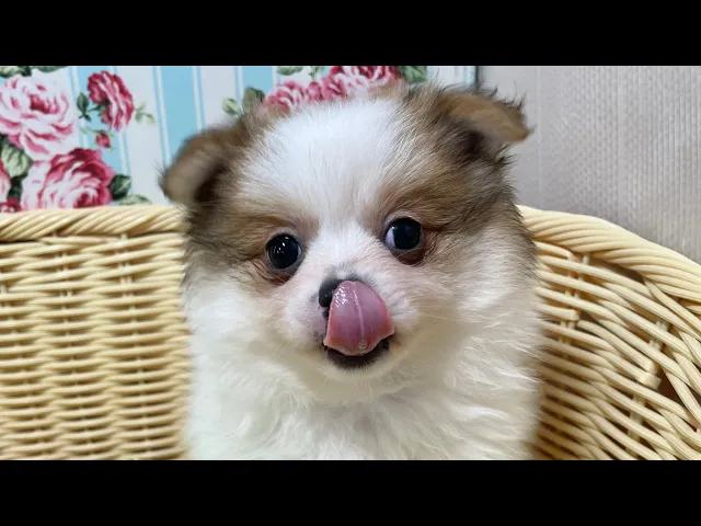 動画