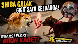 REAKSI FLOKI KETEMU SHIBA INU YANG SUDAH GIGIT SATU KELUARGA ‼️😱