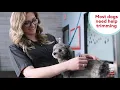 How to Trim Clip Dog Nails - PetSmart Presents