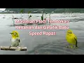 Download Lagu Masteran Pleci Speed Rapat Tembakan Kenari \u0026 Gelatik Batu