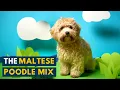 Maltese Poodle Mix Is the Bright and Playful Maltipoo A Perfect Family Dog