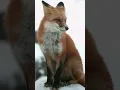 Download Lagu Discover the Intriguing World of Red Foxes! 🦊