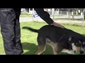 Postal worker allegedly pepper sprayed dog