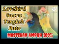 Masteran Ampuh II Lovebird serasa Tengkek Buto II Tanpa Iklan
