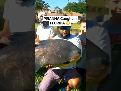 PIRANHA CAUGHT IN MIAMI, FLORIDA!