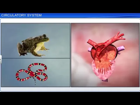 Download MP3 CBSE Class 11 Biology || Body Fluids and Circulation || Full Chapter || By Shiksha House