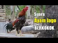 Download Lagu SUARA AYAM JANTAN BERKOKOK - Suara Ayam Jago