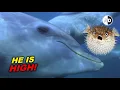 Download Lagu dolphins get high on pufferfish! Animals on Drug 😳