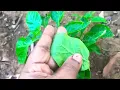 How to harvest chillies without pests | Kanthari mulaku krishi malayalam | Pachamulaku Prs Krishi