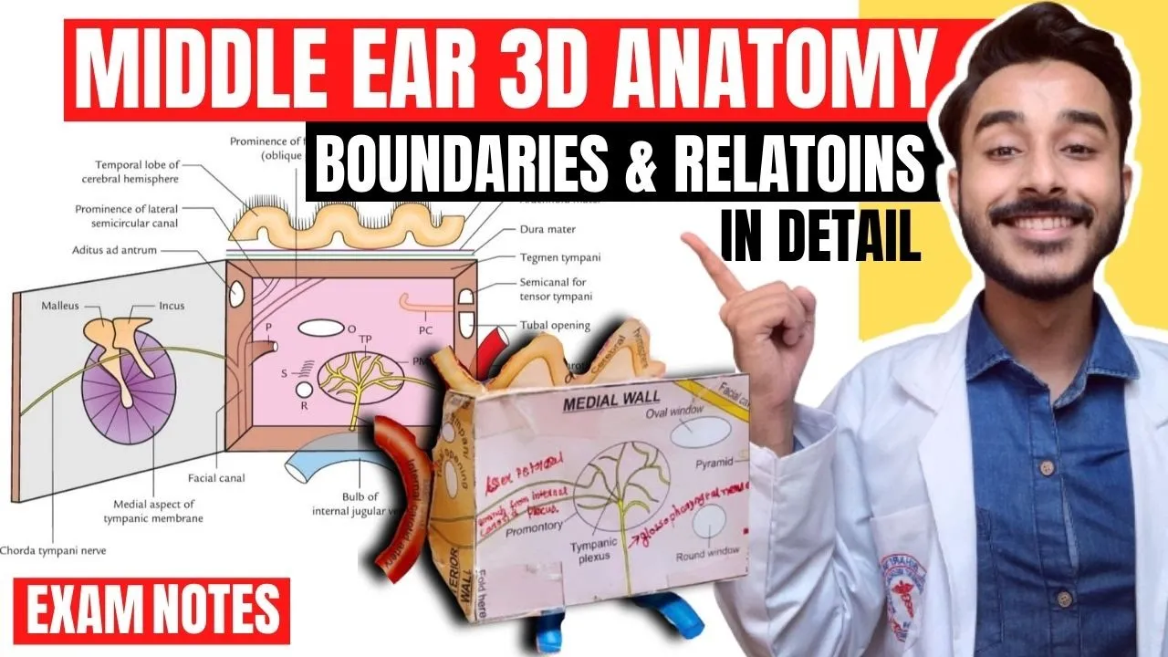Middle Ear Anatomy 3D | Anatomy of middle ear boundaries anatomy | middle ear relations anatomy