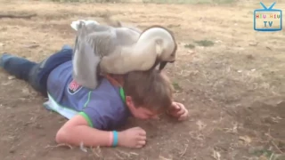 funny animal mating funny bad animals videos compilation must see part 2