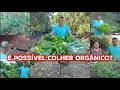 Download Lagu GRANDE COLHEITA NA HORTA COM MUITAS VARIEDADES,TUDO DESENVOLVENDO MUITO RÁPIDO/TRANSPLANTE DO CAFÉ