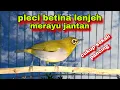 Lagu Pleci Betina Birahi Memanggil Jantan,Pancingan Pleci Bustomi Biar Gacor Dor