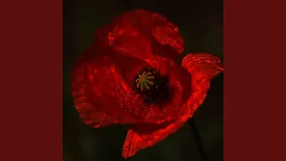 Amapola