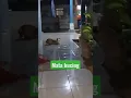 Download Lagu kucing belang tiga vs kucing liar#shortvideo#viralshorts#