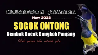 Download Masteran Sogok Ontong Nembak Cucak Cungkok MP3