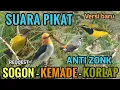 Download Lagu MP3 PIKAT SUARA SOGON RIBUT, KEMADE, KOLIBRI KELAPA DIJAMIN AMPUH 