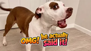 Hilarious Dogs Talking Back! Try Not To Laugh! Ep 5 