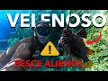 Download Lagu PESCO E MANGIO IL PESCE SCORPIONE IN MEDITERRANEO! MOLTO PERICOLOSO
